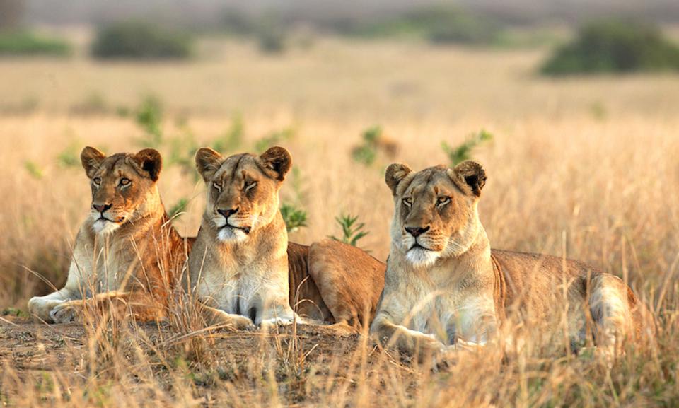 Discover the Top 10 African Safari Destinations to Explore in 2024